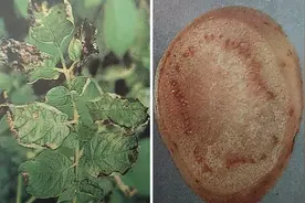 【农业知识】马铃薯环腐病的防治图片