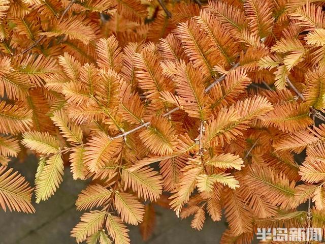 秋染李村河！五彩斑斓绘就城市生态画卷