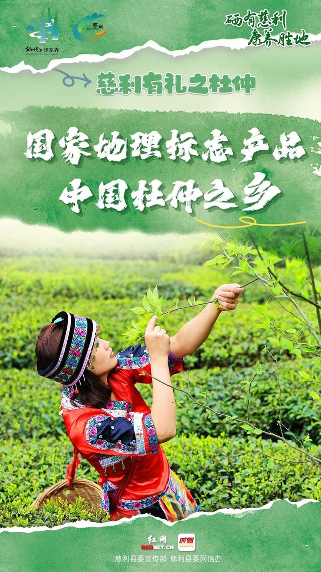 海报 | 慈利有礼 · 杜仲篇