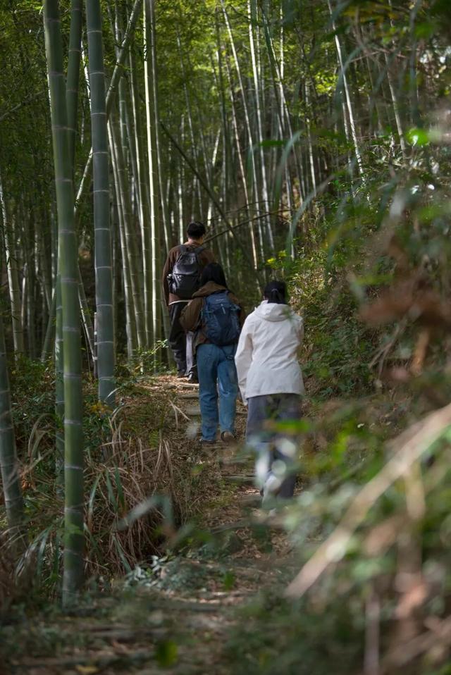 Hi走奉化② | 这条小众赏秋路线，藏有古树群“天花板”！