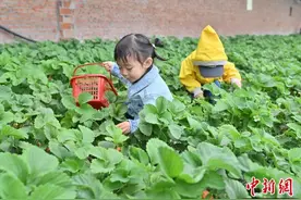 长春萌娃体验农事乐趣图片