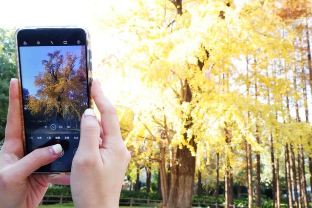 红的黄的绿的！天气这么好，来这些地方看看闵行的秋天吧~