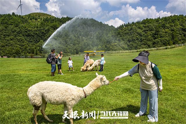 这里的羊驼超可爱！黔西羊驼小镇7月接待游客3.2万人次，8月客流持续增长
