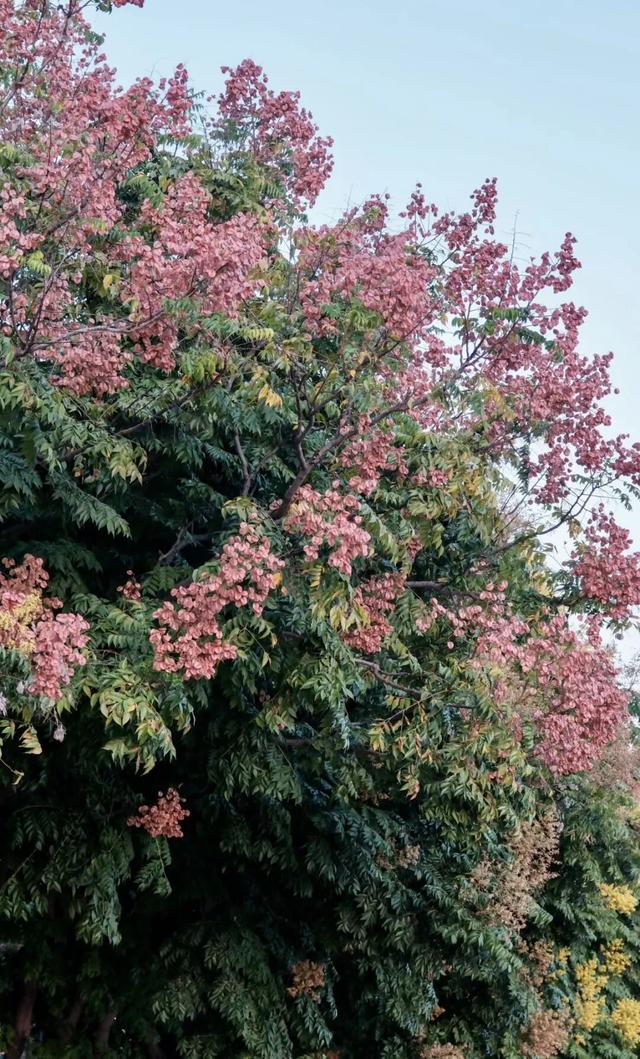 福州秋日限定浪漫已送达，附打卡点位→
