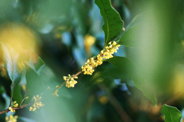 在嘉定街头，邂逅一场「秋日限定」香气