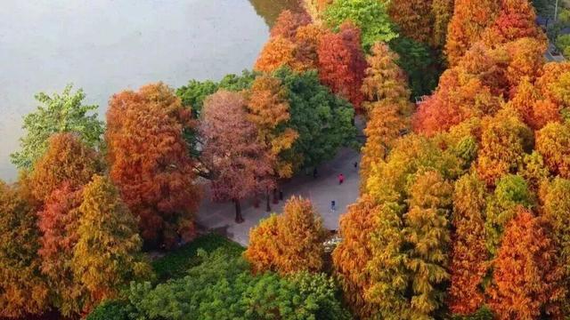 深圳落羽杉！红！了！