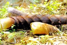 春笋变“春损”，多人吃进急诊室！紧急提醒——图片