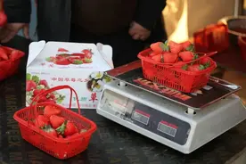 抓住草莓季尾巴！好吃的草莓采摘地图来咯！好甜~像你一样~图片