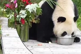全球唯一圈养棕色大熊猫的长子4岁啦，长相不随爹！图片
