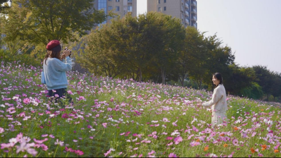 黄山屯溪河畔波斯菊盛放如歌 花海诗意引客寻梦
