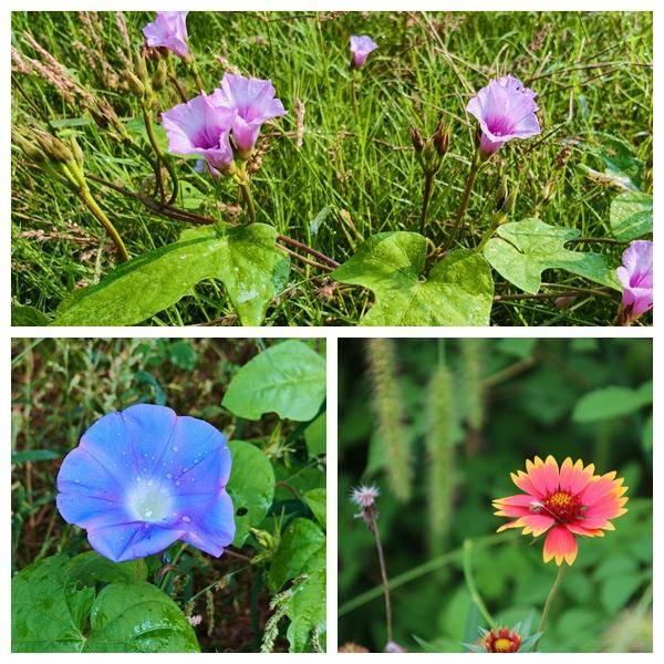 孝南：深秋湿地 韵律的盛宴