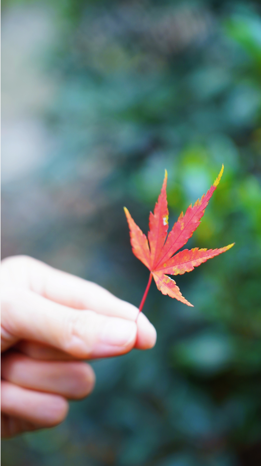 随手一拍都是大片！新都枫叶“封神”，快冲！