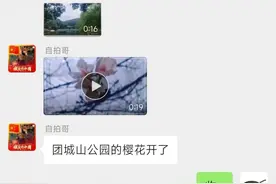 黄石团城山公园的樱花反季节盛开了图片