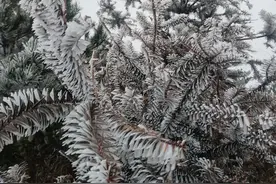 最低-8℃！绝美雾凇再次上线！福建回暖时间在……图片