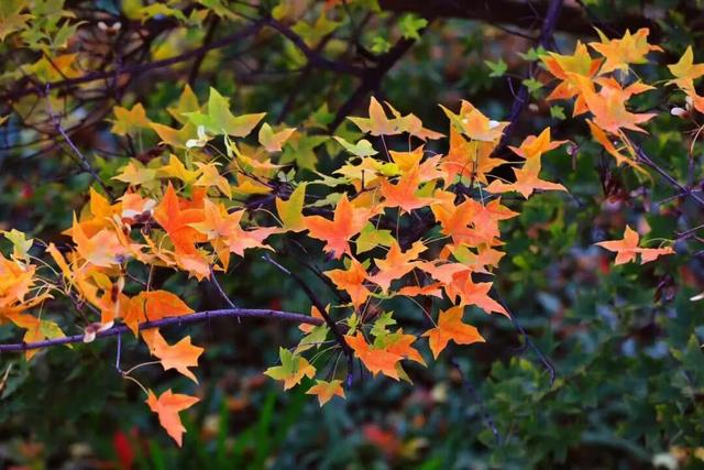 秋天的陇南，有什么好看的？