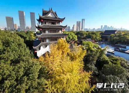 橘子洲银杏林迎来最佳观赏期