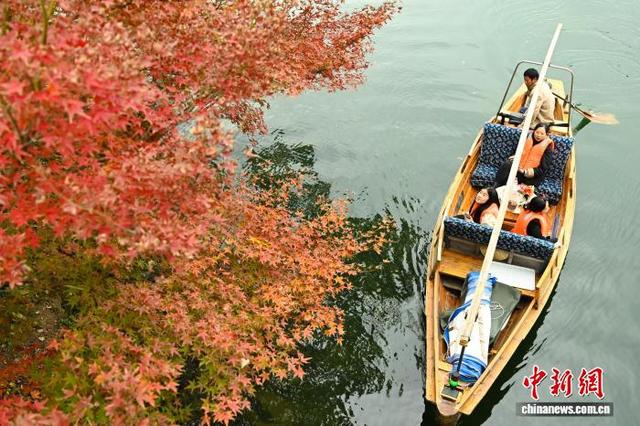 江南冬日 杭州西湖林木斑斓景色迷人