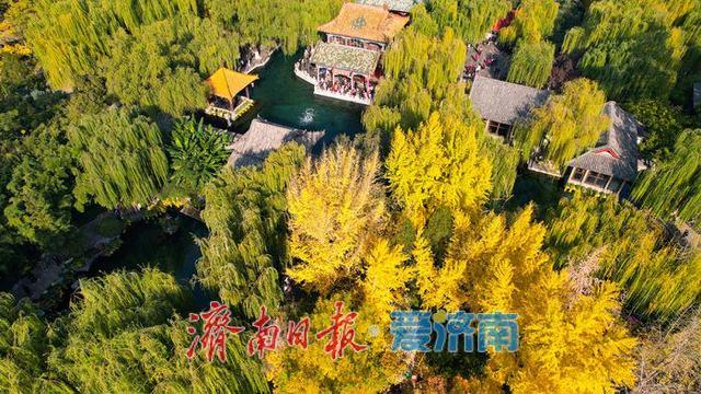 一年四季 泉在济南丨趵突泉秋景如画 泉涌叶舞醉游人