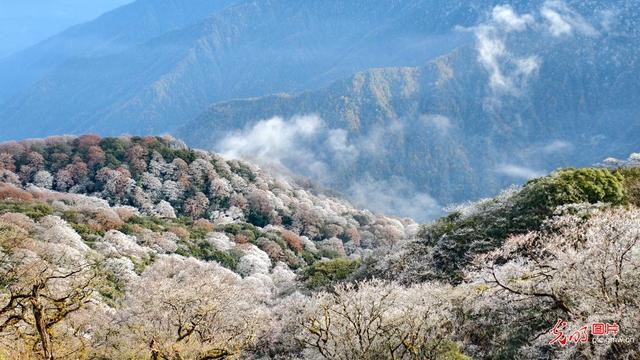 雾凇红叶斑斓如画