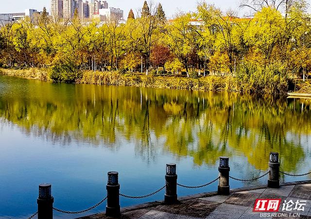 落叶、湖光与暖阳，解锁津市三湖公园的冬日浪漫