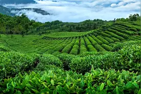 人间新茶第一盏，绿茶中的珍品竹叶青图片