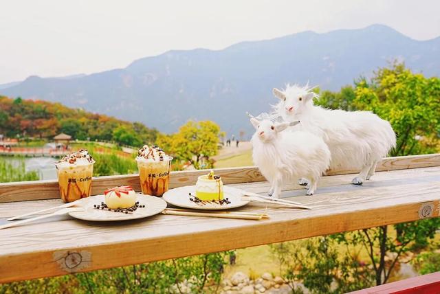 太美了！北京这里的“漫山红叶”推窗即揽！