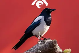 今日立春！万象更新，春和景明！图片