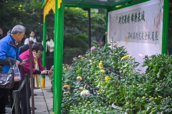 第46届趵突泉金秋菊展明天开幕！5大亮点抢先看