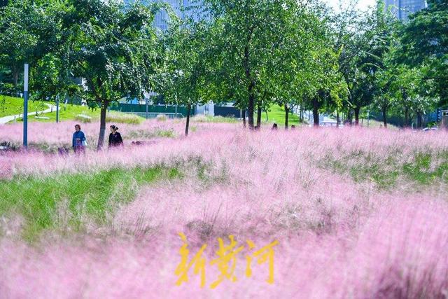 雨过天晴粉黛乱子草盛开 织就济南秋日限定粉色浪漫