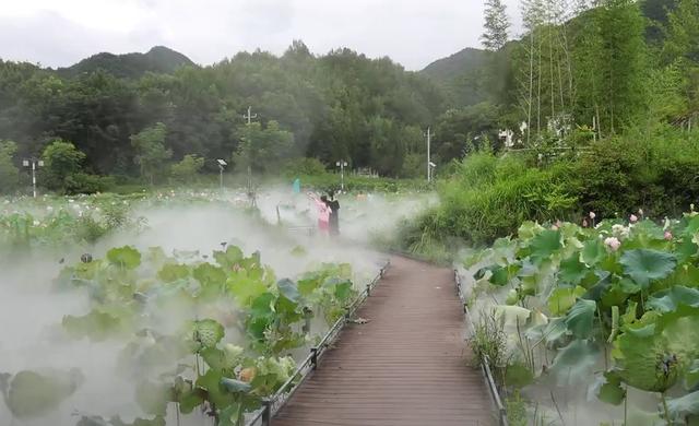 亲“荷”力满分！浙江“荷花经济”绽放暑期新亮点
