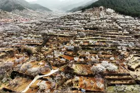 山东青岛：春樱花海入画来图片