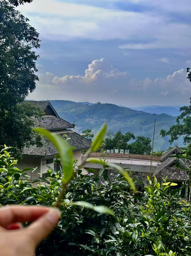 云新闻策划丨景迈山十二时辰：山中无历，茶语为时