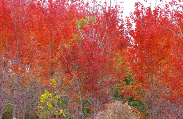 小红书上都在问地址？威海这个红枫湖美成画