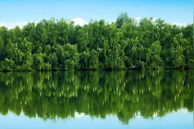 世界湿地日丨广东湿地、红树林总面积居全国前列图片