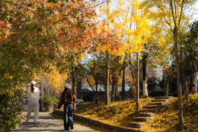 随手拍都是“壁纸”风光！武汉黄陂清凉寨银杏已黄、红叶已红，进入最佳赏秋期