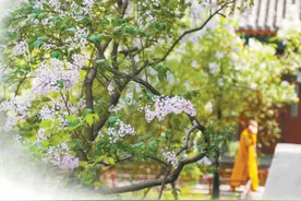“赏丁香，共诗话”，法源寺丁香诗会已满百年图片