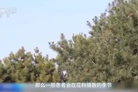 当心花粉过敏“伪装成感冒”，出现过敏症状别硬扛图片