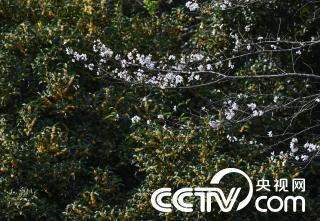 杭州西湖“春花秋开” 樱花桂花“争艳”
