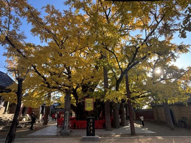 央视报道！就是现在！最佳赏叶期！还有玩法大升级……