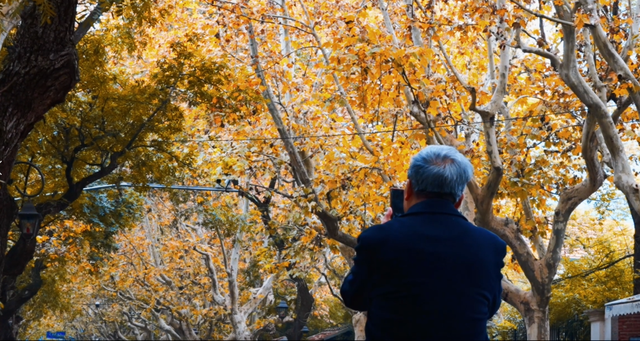 美翻了！苏河湾“红枫天桥”上线！更多金色、橙色、赭红色正在路上……来看↗