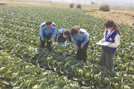 厦门：“暖心菜”6天卖出30多万公斤！图片