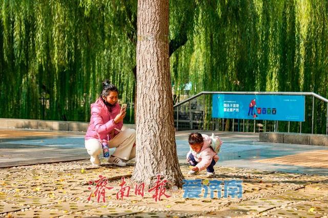 金叶翩跹映泉城，广场银杏醉游人