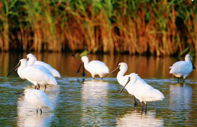 观鸟东寨港· 把一片红树林带回家