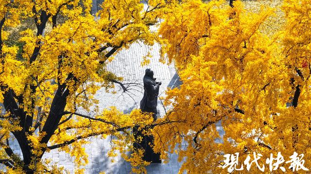 一眼千年别错过，南京朝天宫古银杏身披“黄金甲”