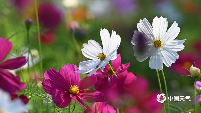 北京奥森公园：一片花海染秋光