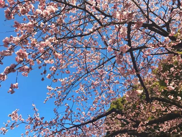 重庆第一波早樱开了！就在主城，公交可达