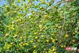 平江县：万亩油茶千叠翠 硕果满山待采摘图片