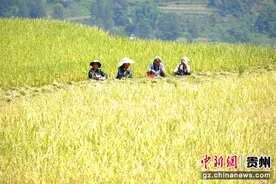 贵州水城区花戛乡天门村2000亩水稻迎来丰收图片