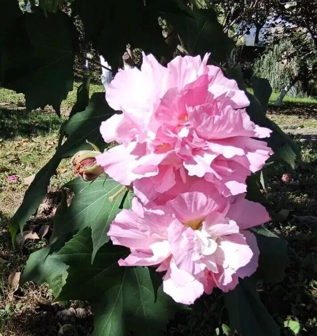 别信秋天萧瑟！凉山的花：我们才是秋天的“显眼包”