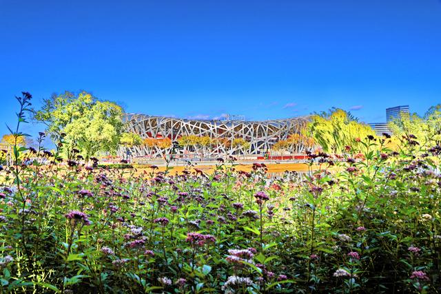 北京:银杏金黄秋意浓